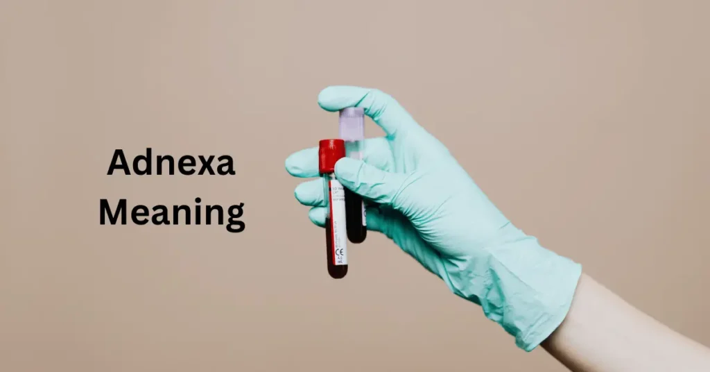 Adnexa Meaning