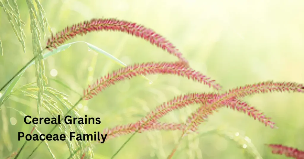 Cereal Grains Poaceae Family