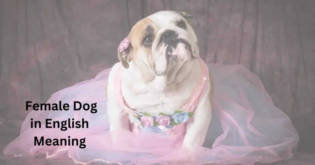 Female Dog in English Meaning