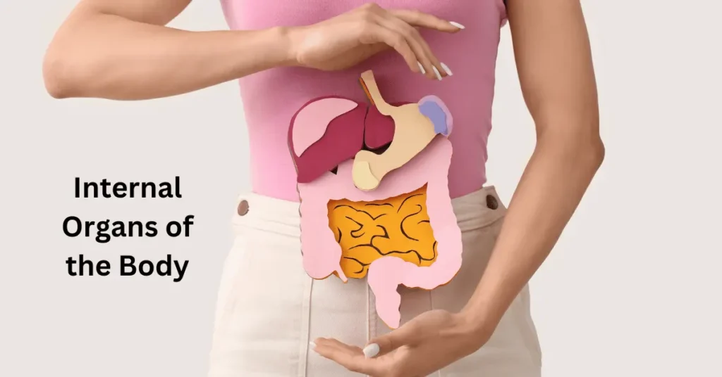 Internal Organs of the Body