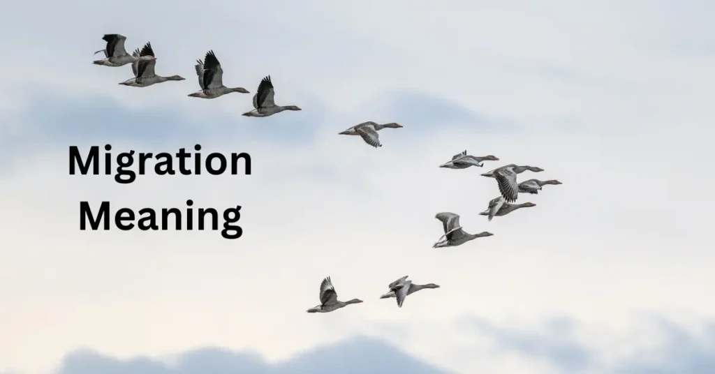 Migration Meaning